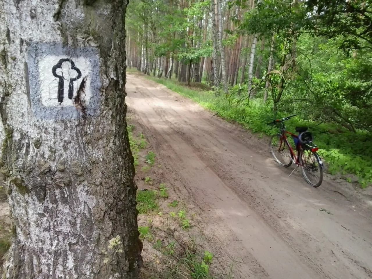 Puszcza Zielonka trasy rowerowe – odkryj malownicze szlaki rowerowe